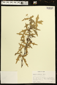 Alloberberis trifoliolata image