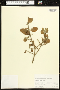 Phoradendron leucarpum subsp. tomentosum image