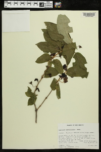 Lonicera involucrata image