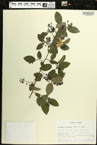 Berchemia scandens image