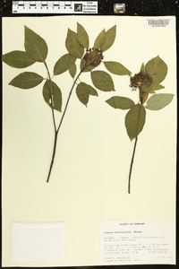 Cornus sericea subsp. sericea image