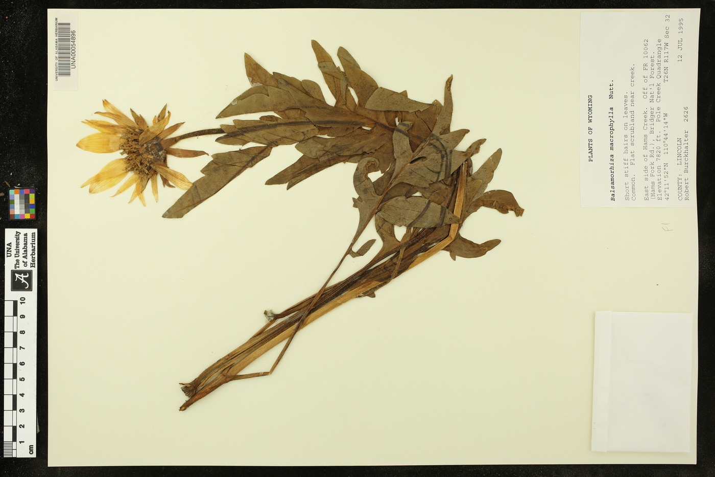 Balsamorhiza macrophylla image