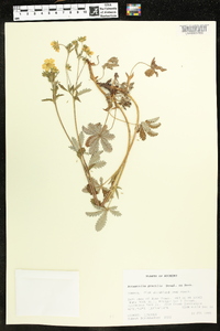 Potentilla gracilis image