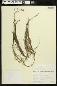 Stuckenia filiformis image