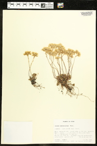 Sedum lanceolatum image