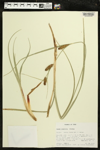 Carex rostrata image