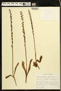 Piperia unalascensis image