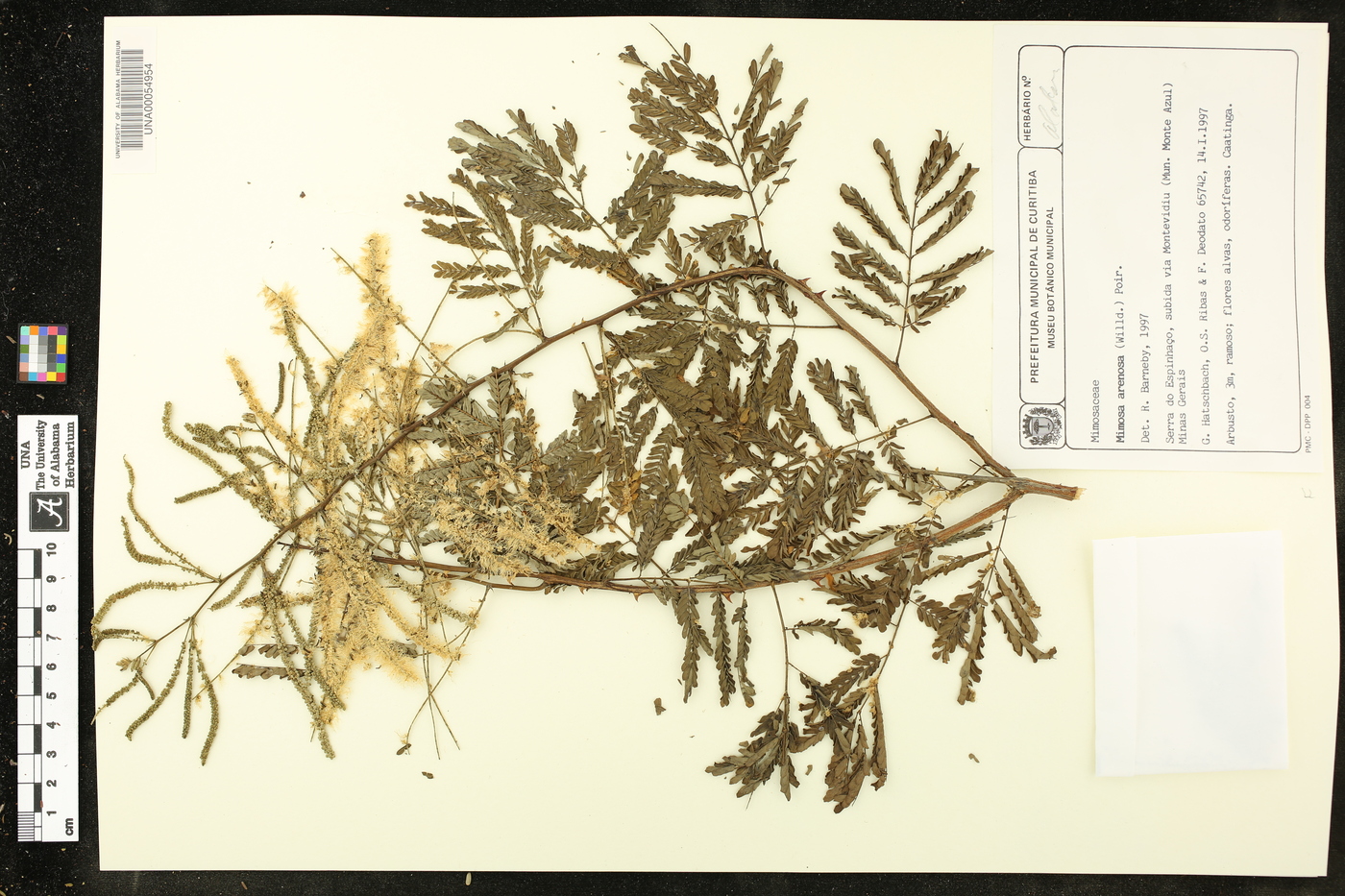 Mimosa arenosa image