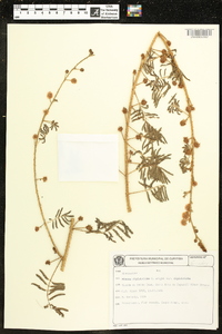 Mimosa diplotricha image