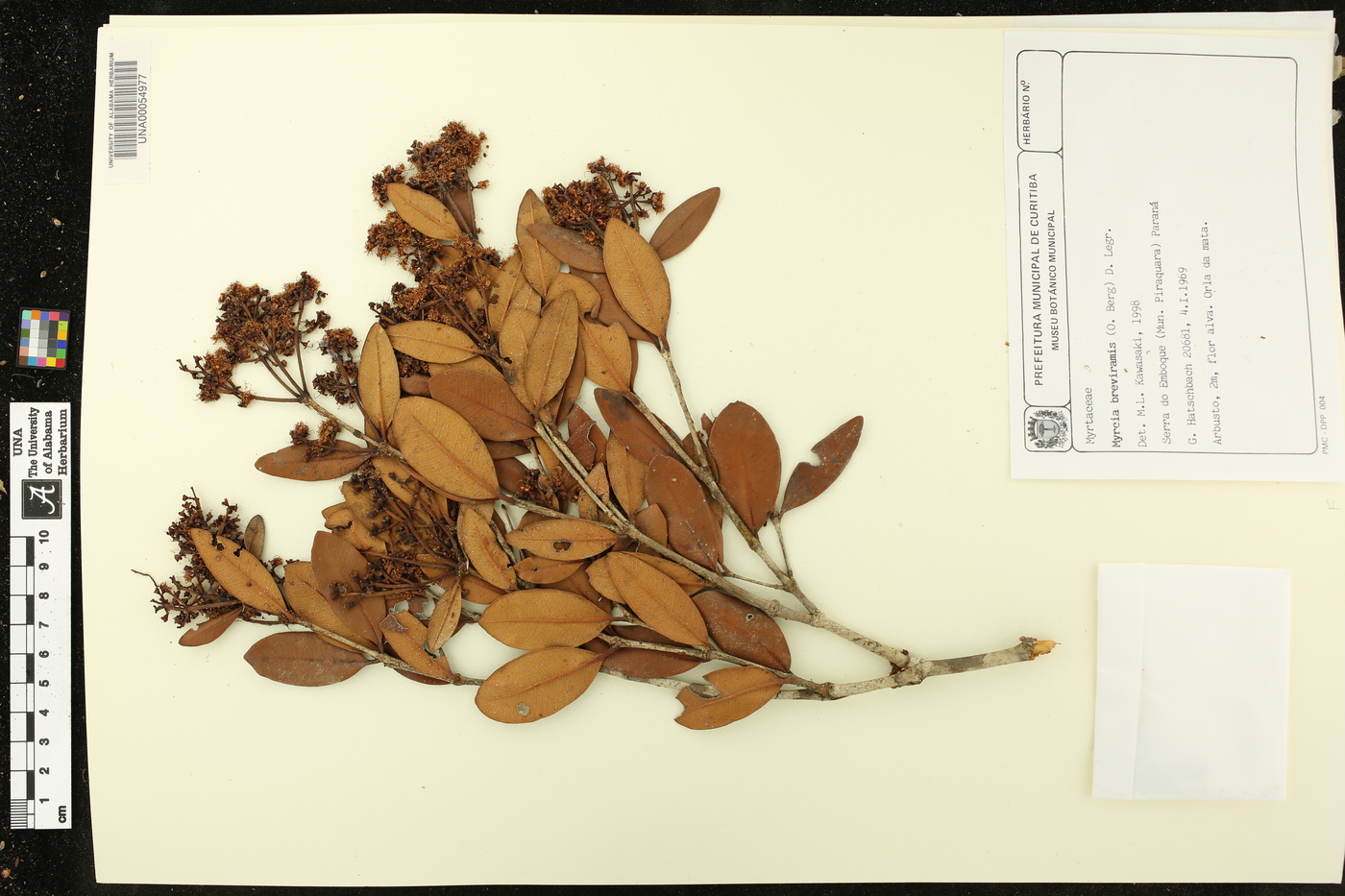 Myrcia breviramis image