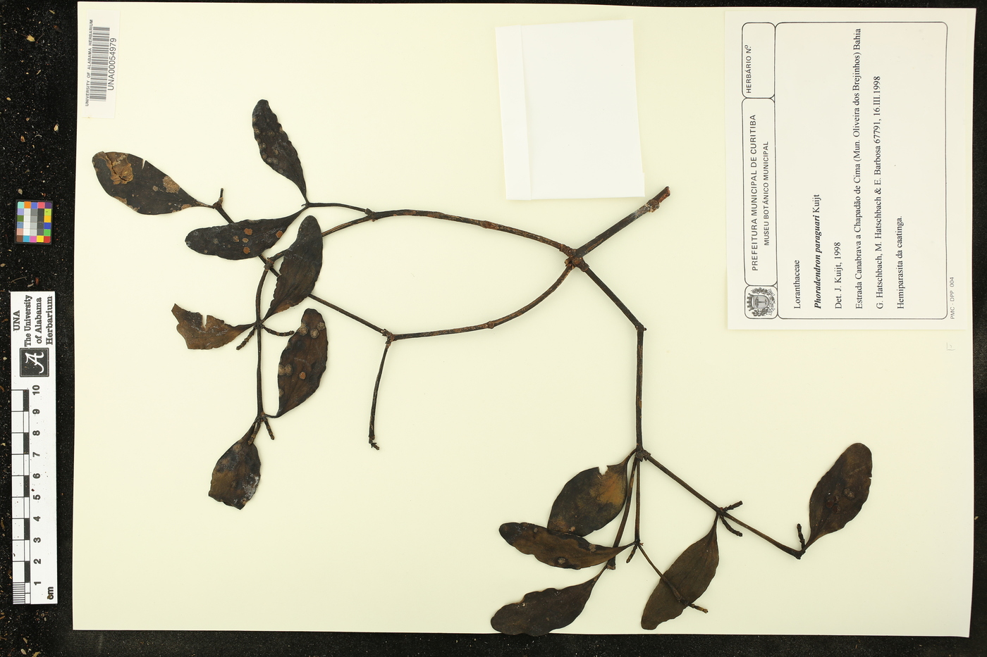Phoradendron paraguari image