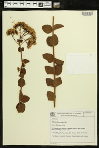 Mikania phaeoclados image