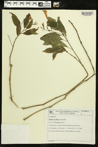 Ruellia curviflora image