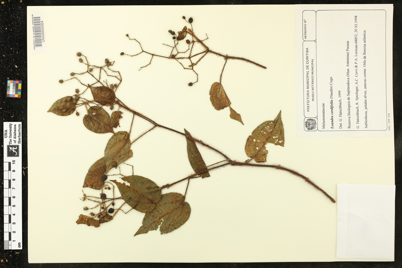 Miconia leacordifolia image