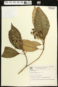 Miconia dodecandra image