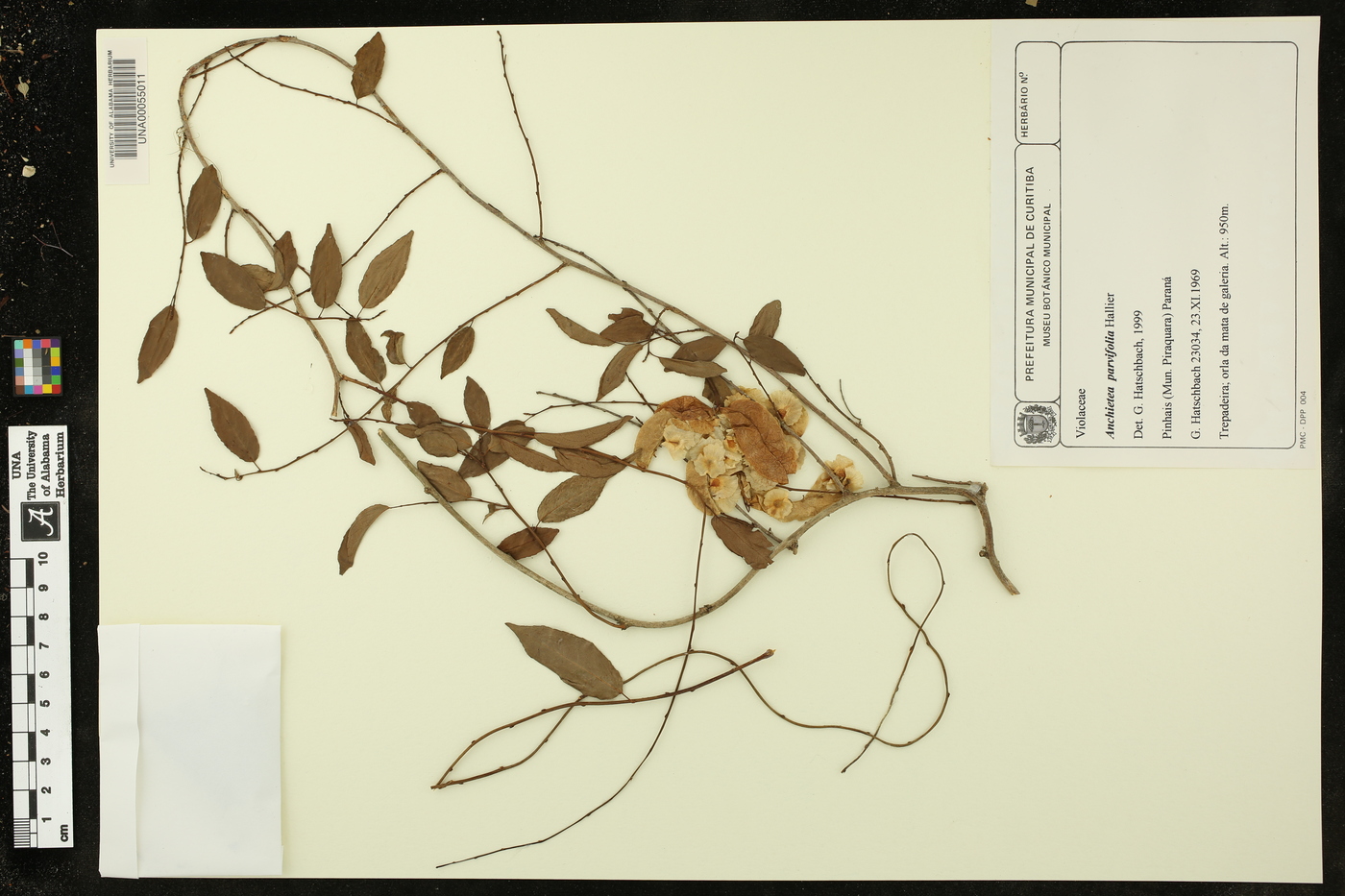 Anchietea pyrifolia image