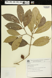 Eugenia melanogyna image
