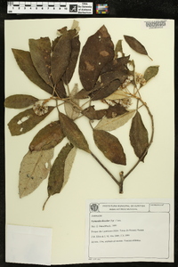 Vernonia discolor image
