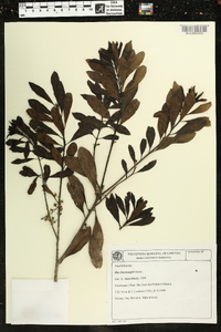 Ilex brevicuspis image