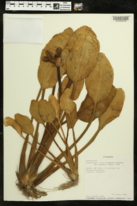 Limnocharis flava image