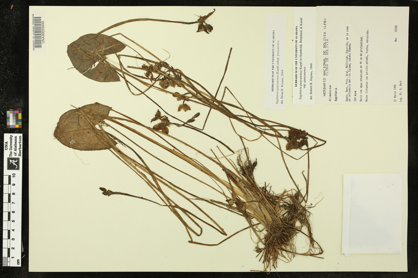 Sagittaria guayanensis image