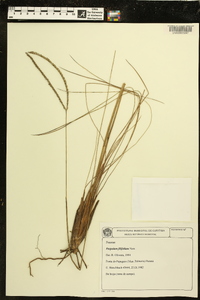 Image of Paspalum filifolium