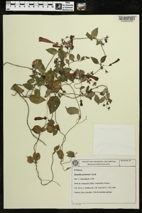 Manettia cordifolia image