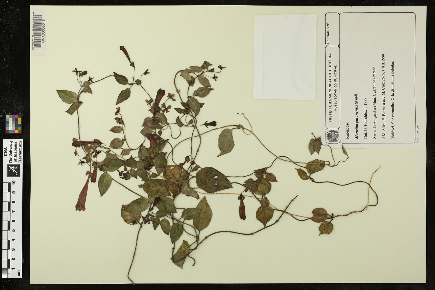 Manettia cordifolia image