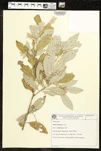 Styrax leprosus image