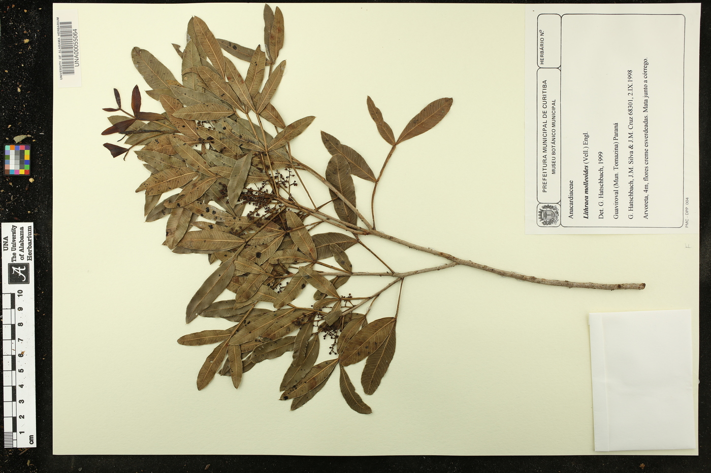 Lithrea molleoides image