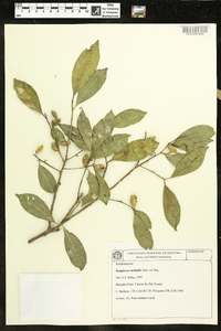 Symplocos variabilis image
