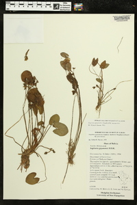 Sagittaria guayanensis image