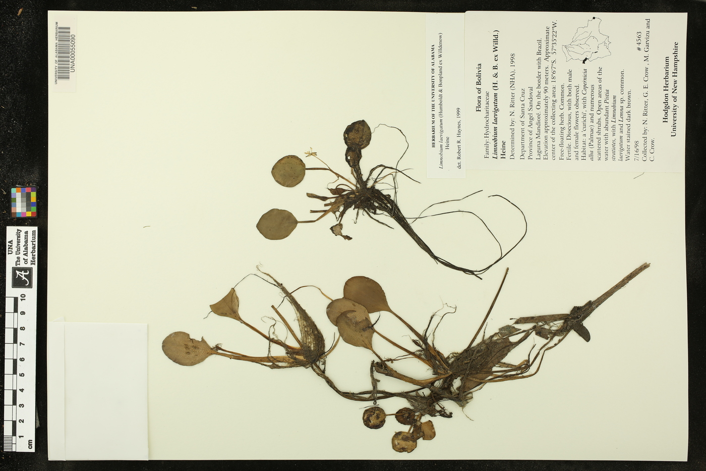 Limnobium laevigatum image