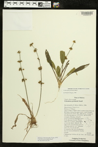 Echinodorus grisebachii image