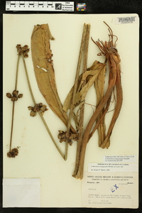 Echinodorus longipetalus image