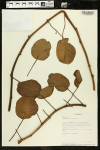 Ipomoea pes-caprae image