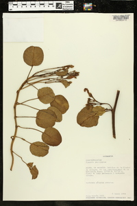 Ipomoea pes-caprae image