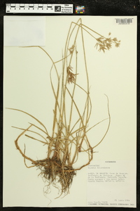 Cyperus articulatus image