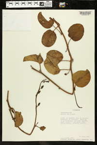 Ipomoea pes-caprae image