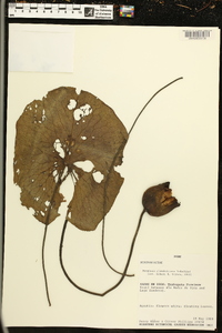 Image of Nymphaea glandulifera