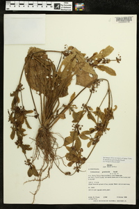 Echinodorus grisebachii image
