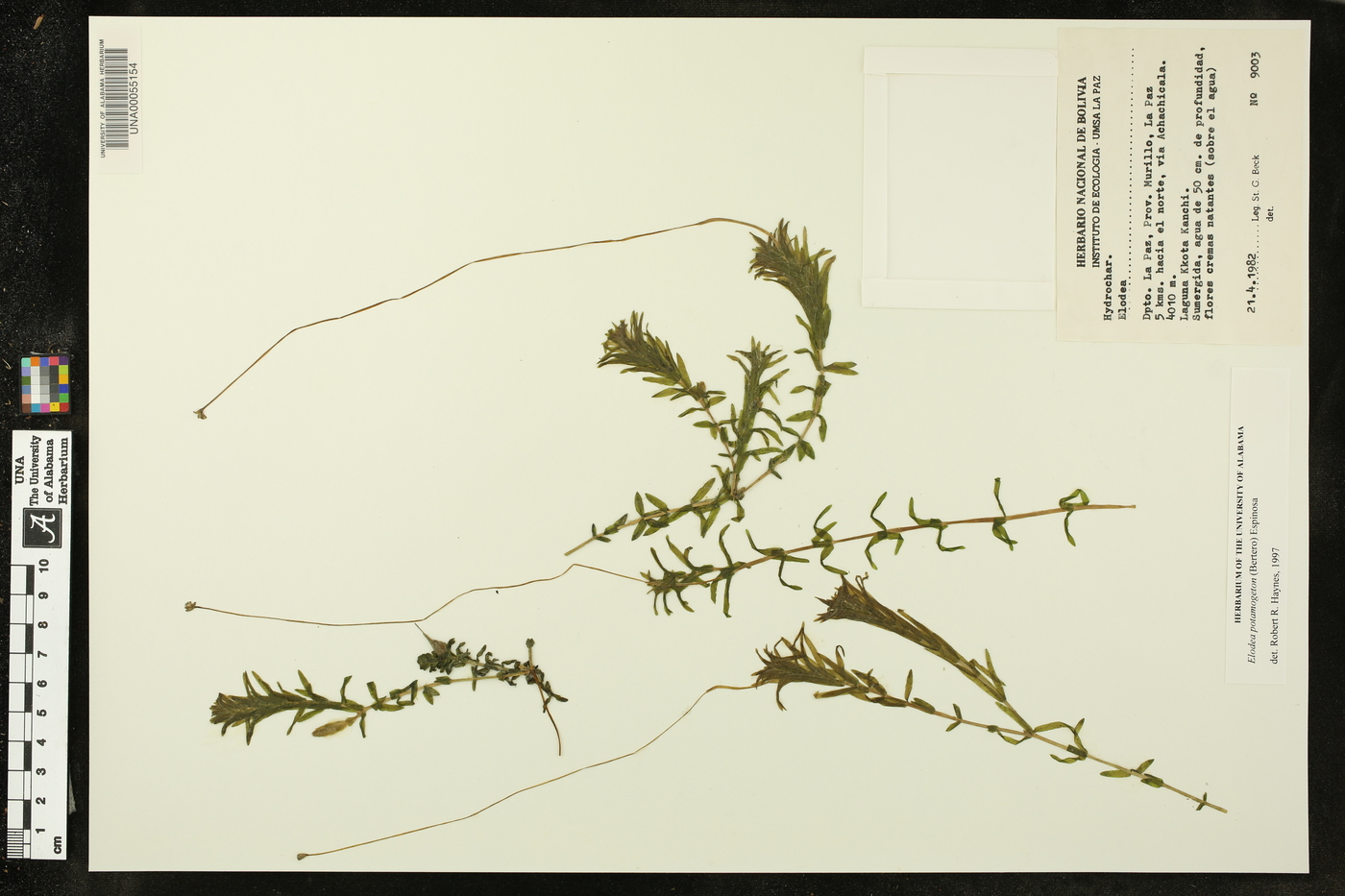 Elodea potamogeton image