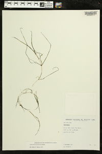 Zannichellia palustris image