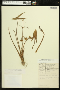 Sagittaria montevidensis image