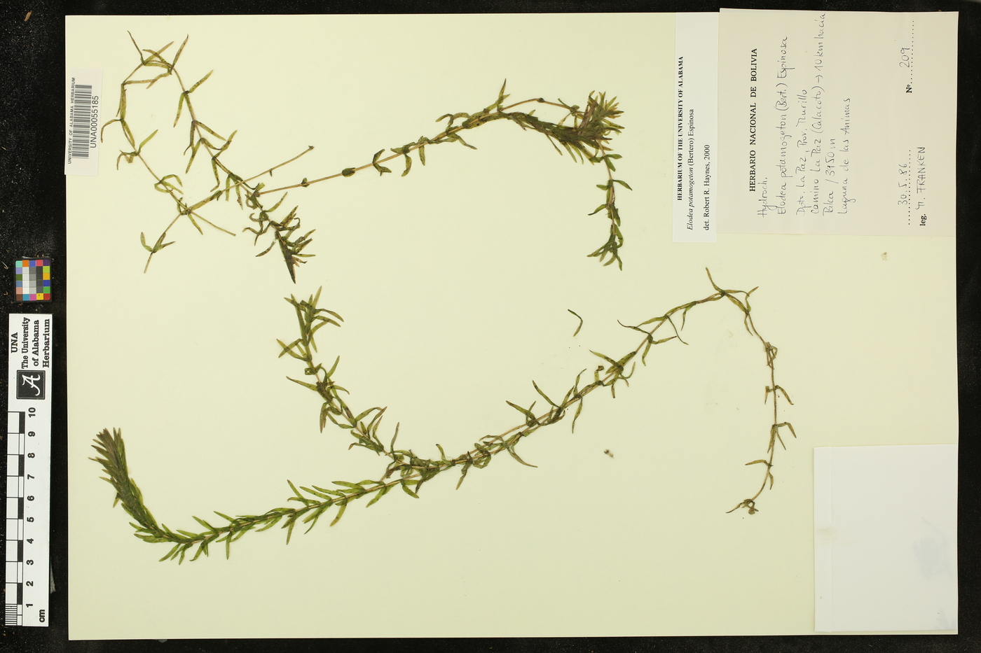 Elodea potamogeton image