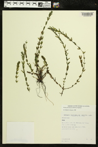 Elodea potamogeton image