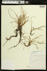 Lilaea scilloides image