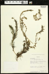 Myriophyllum quitense image