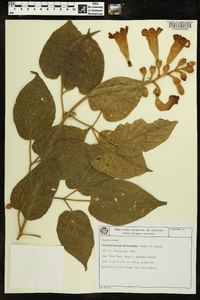 Amphilophium dolichoides image