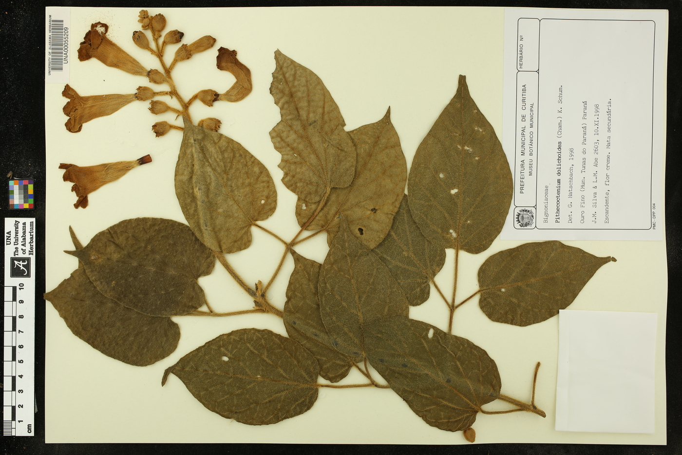 Amphilophium dolichoides image